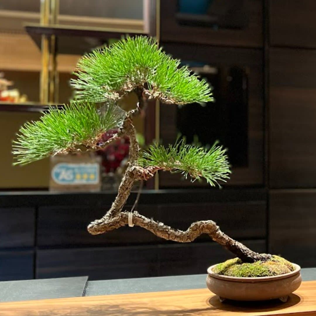 商品の画像 5