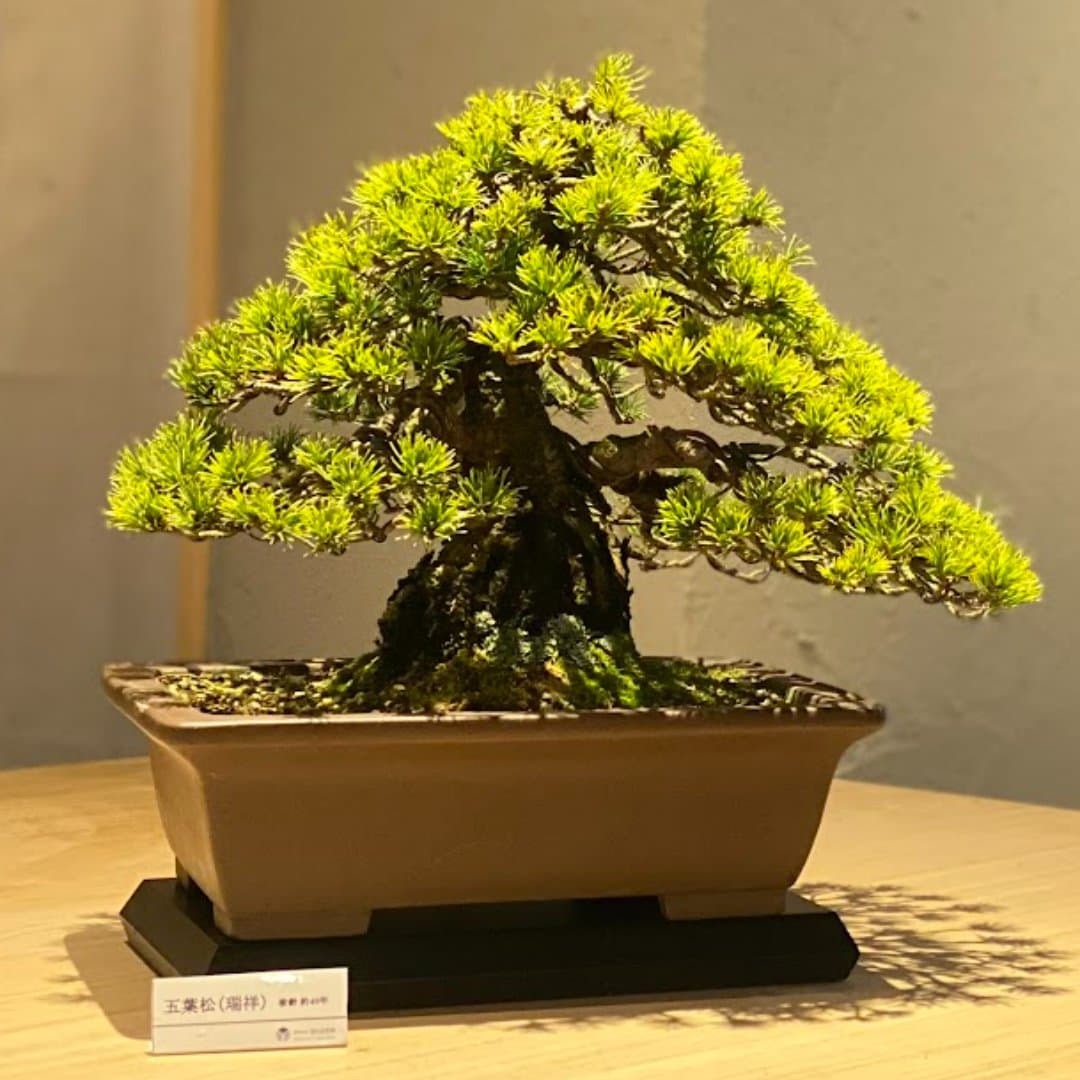 商品の画像 1